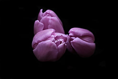 three purple flowers wallpaper thumbnail