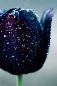 close-up photography of purple tulips thumbnail