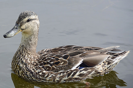 gray bird floating on water thumbnail
