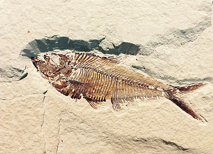 dead fish thumbnail