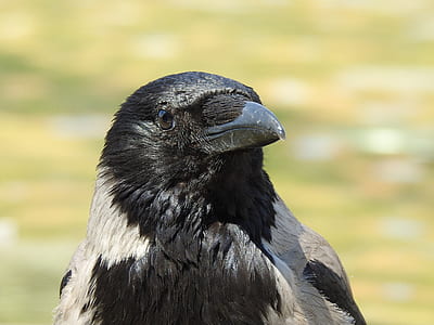 black crow thumbnail