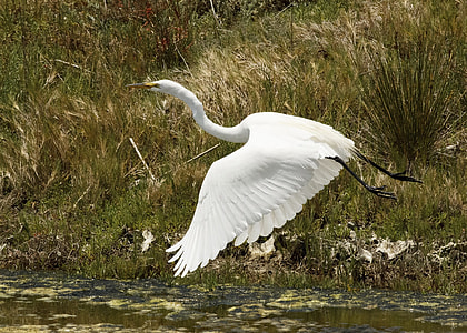 white stork thumbnail