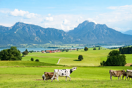 white and black cows on under blue sky thumbnail