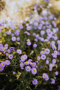 Small purple flowers in the garden thumbnail
