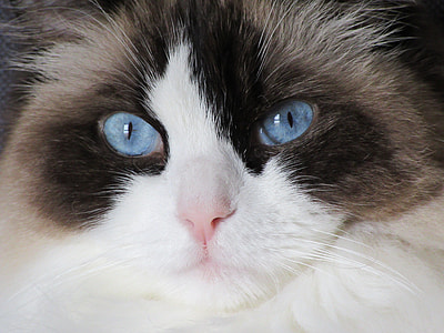 blue eye cat looking at camera thumbnail
