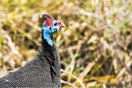 Blue, Black, and Red Bird Macro Photography thumbnail
