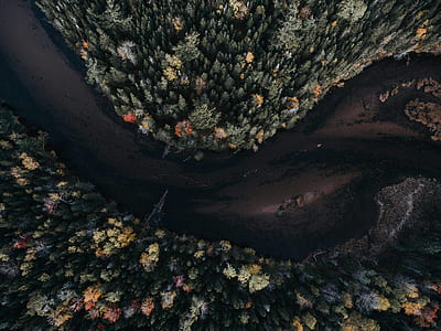 aerial view of river surrounded by trees thumbnail
