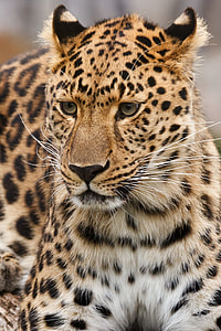 shallow focus leopard thumbnail