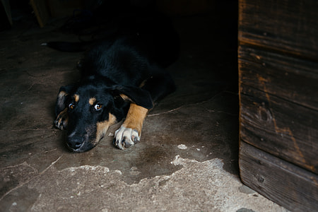 Cute dog lying thumbnail