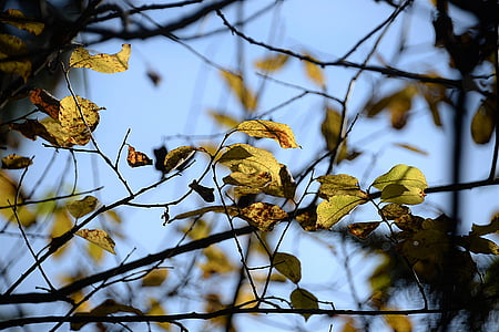 selective focus photography of green leavews thumbnail