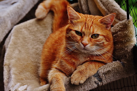 orange tabby cat on beige cloth thumbnail