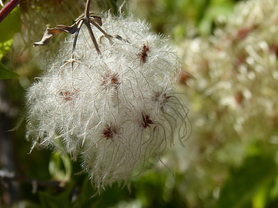 Clematis, Clematis Vitalba thumbnail