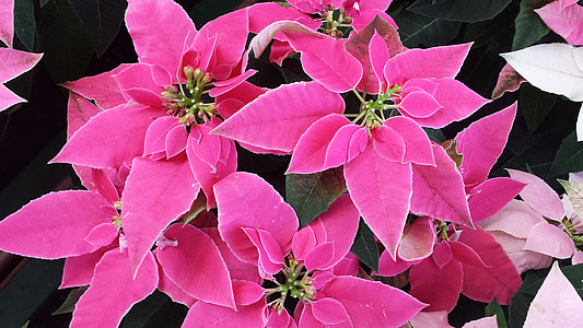 pink poinsettia flowers thumbnail