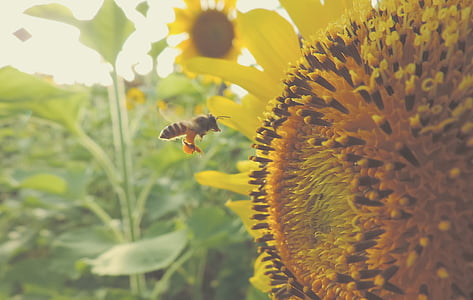 honeybee beside yellow Sunflower in closeup photography thumbnail