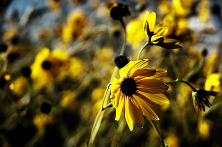 close-up photo of yellow sunflower thumbnail