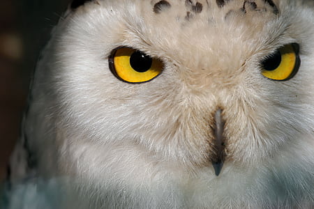 white and black owl thumbnail