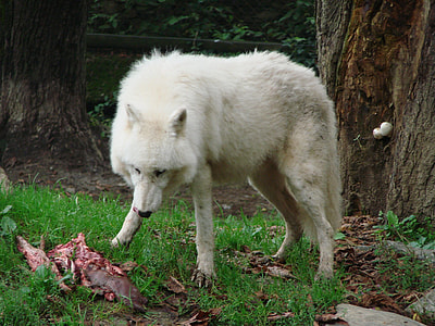 white wolf near brown tree during daytime thumbnail