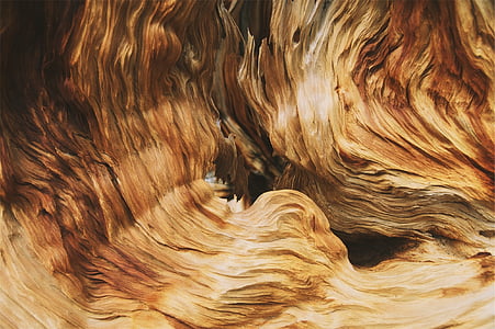 wood, pattern, texture, nature thumbnail