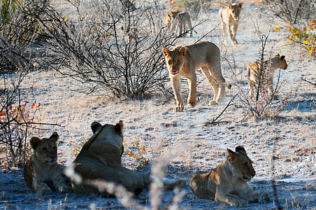 lioness and cubs in open field thumbnail