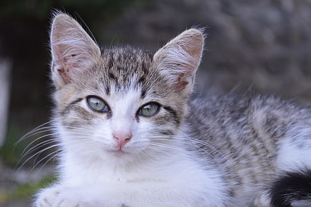 closeup photography of white and brown cat thumbnail