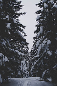 pine tree covered with snow thumbnail