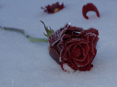 red rose covered with snow thumbnail