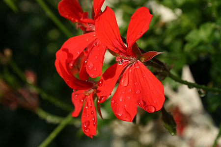 Hang Geranium, Pelargonium thumbnail