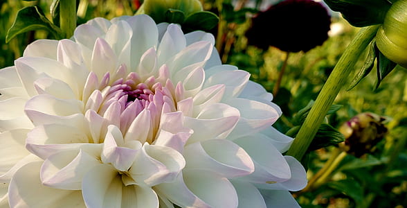 closeup photo of white petaled flower thumbnail