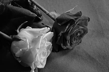 greyscale photography of two roses thumbnail