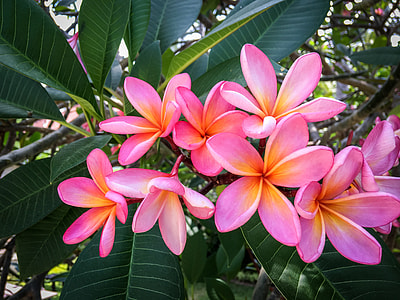 close up photo of pink-and-yellow petaled flowers thumbnail