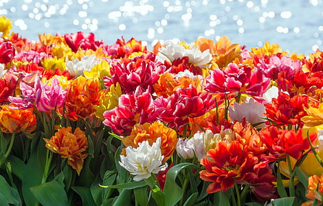 orange and red petaled flowers thumbnail