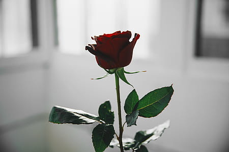 Single Red Rose In White Light Photo thumbnail