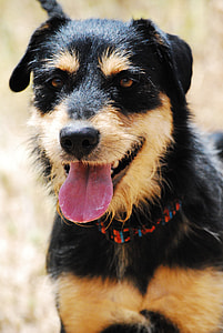 black and tan Jagdterrier closeup photography thumbnail