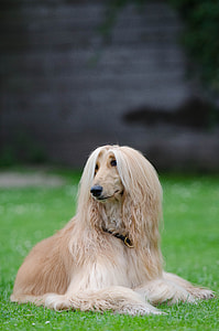 adult fawn and tan Afghan hound thumbnail