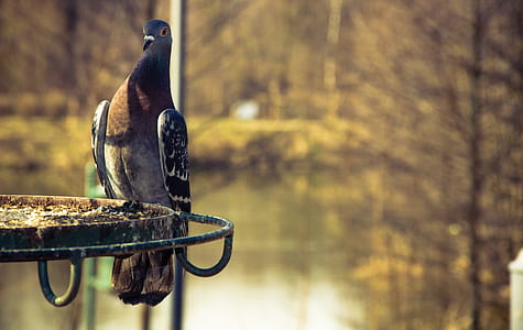 pigeon on frame thumbnail