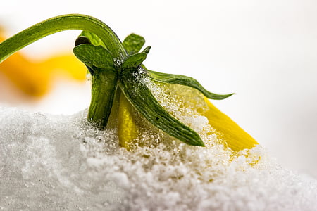 selective focus photography of yellow flower thumbnail