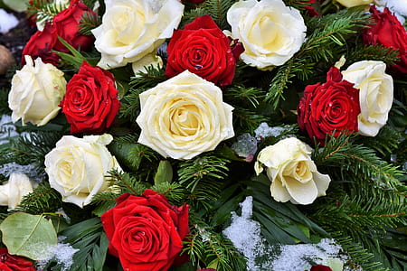yellow and red roses in bloom close-up photo thumbnail