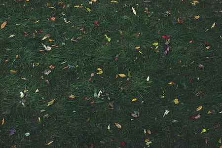 green grass field thumbnail