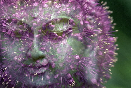 edited photo of dandelion showing face of Gautama Buddha thumbnail