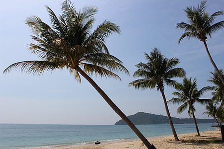 palm trees near shoreline thumbnail