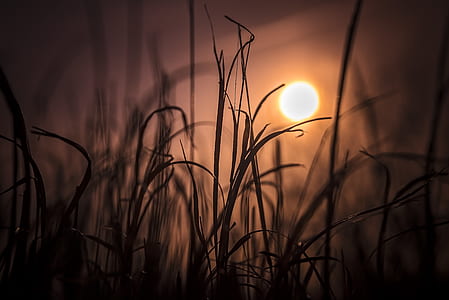 silhouette of reed thumbnail