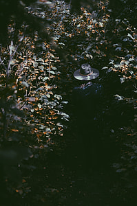 woman wearing hat walking in the forest thumbnail