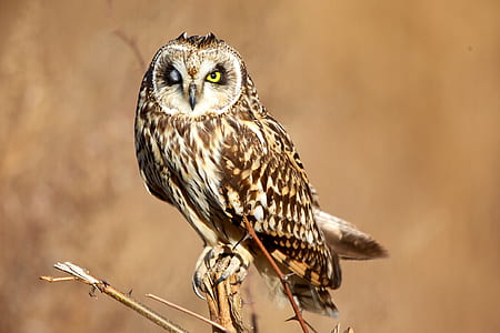 owl on tree branch thumbnail