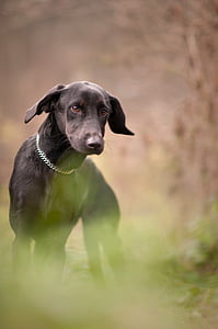 adult black and tan Doberman pinscher thumbnail