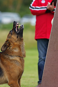 adult black and tan German shepherd on focus photo thumbnail