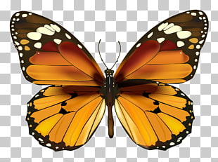 Butterfly , Yellow Butterfly , brown and orange butterfly illustration PNG clipart