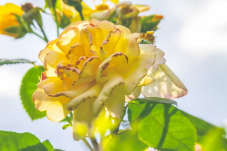 yellow petaled flowers thumbnail