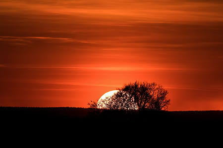 silhouette of tree during sunset thumbnail
