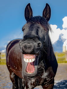 close up photograph of brown horse thumbnail