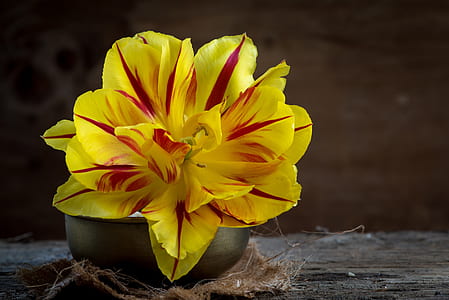 close-up photo of yellow and red flower in brown bowl thumbnail